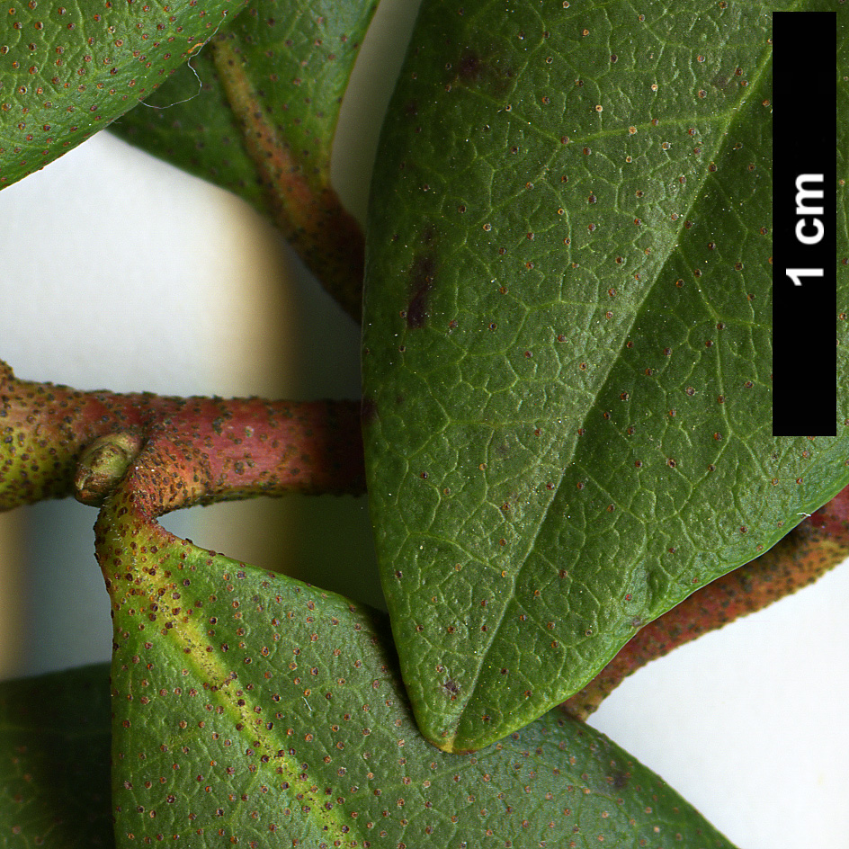 High resolution image: Family: Ericaceae - Genus: Rhododendron - Taxon: minus - SpeciesSub: var. chapmanii